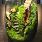 苔テラリウム　LEDライト蓋付き 気孔石の山2