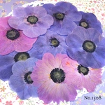 ♡new♡ ♡訳ありの押し花！アネモネ押し花セット♡