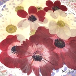 ♡new♡ ♡訳ありの押し花！アネモネ押し花セット♡