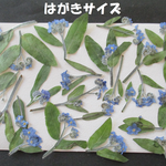 押し花　素材　花いろいろ(忘れな草) (２３枚) ６４０