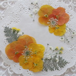 押し花＊No.6＊ 黄色とオレンジのビオラセット
