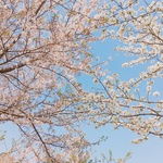SAYAさま⭐️ご専用です