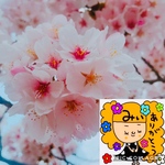 tomo様専用ページ⑅︎◡̈︎*