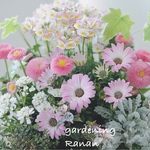 🌸お花でほっこり🌸オステオスペルマムとデイジーのボリューム寄せ植え