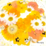 ♡new♡  ♡可愛い押し花セット♡ ♡たくさん入って使いやすい押し花セット♡