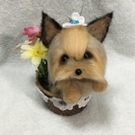 カップにヨークシャテリア