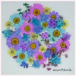 491.押し花アソート〜カラフル　ノースポール  お花　mix 押し花素材