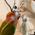 鳥さんカジカジおもちゃ