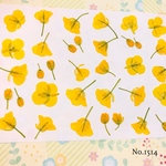 ♡new♡作家様必見♡ ♡可愛い菜の花の押し花セット♡