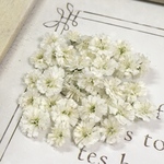 かすみ草　ドライフラワー     white