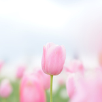 dekobo 様専用ページ🌼