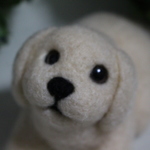 空を見上げるワンちゃん♪