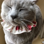 猫シュシュ　ピエロカラー(チェリー)