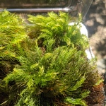 天然希少苔　大SALE　3250円→1680円　お庭　苔リウム　苔テラリウムにいかがですか？