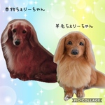 オーダー品ミニチュアダックスのちぇりーちゃん