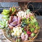 多肉植物寄せ植え