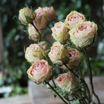 ジーク スプレーバラのDry Flower（14輪：3本）