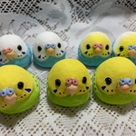 コロコロセキセイインコ（中）