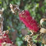 金宝樹（キンポウジュ）花のドライフラワー