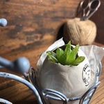 天然石みたいな多肉植物ハオルシア