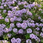 ＊専用ページ＊