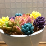 2号鉢ギュギュッと寄せ植えセット（粘土多肉のみ）