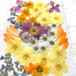 押し花セット①