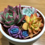 カラフル寄せ植えセット