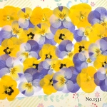 ♡new♡送料無料 ☆ビオラ☆ 押し花セット