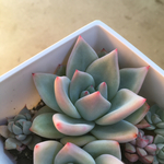 「ホワイトシャンペーン」多肉植物 エケベリア