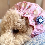 大型犬のためのスヌード