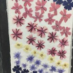 押し花素材　ハーベナ花々　No.004067