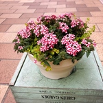 秋まで咲く ラナイ キャンディーケーンの寄せ植え