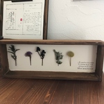 ドライフラワー 標本箱④