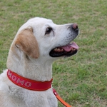 大型犬用ハーフチョーク(スタッズで愛犬のお名前入れ)