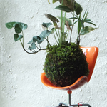 オレンジチェアーの苔玉