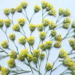 押し花素材・黄色い小花