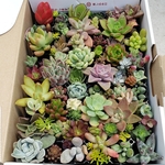 多肉植物❤もりもり❤カラフル❤カット苗セット