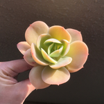 「ピーチプリデ（大苗）」多肉植物 エケベリア