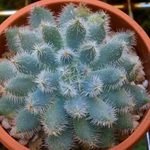 青い渚★エケベリア★多肉植物