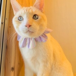 ゆめかわ♡リバーシブル♡ザビエルシュシュ♡猫/犬