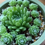 多肉植物 センペルビウム属sp.の子株2つとオマケにセダム属
