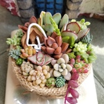 多肉植物　寄せ植え♪