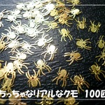 ♪送料無料♪再販♪リアルな蜘蛛100匹　レジン封入にも♪