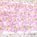 ♡作家様必見♡ ♡さくらの押し花セット♡