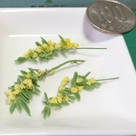 用途…色々…ミモザの小枝