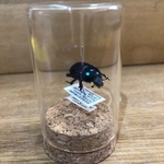 【昆虫標本】オオセンチコガネ①