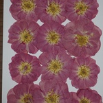 押し花商品【バラ花見川　⑤　12輪 】