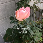 【tenrin***様 】 ご注文品です。