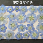 押し花　素材　花いろいろ(ネモフィラ) (２２枚) ６５０